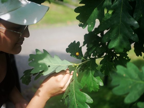 person inspecting plant leaf